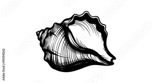 An intricate black and white illustration depicts a detailed seashell showcasing its spiraling form as a striking silhouette high quality professional