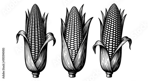 A detailed black and white illustration showcases three ears of corn with intricate husk details a striking silhouette high quality professional
