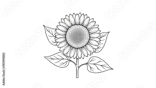 Sunflower line art illustration for coloring book isolated on white