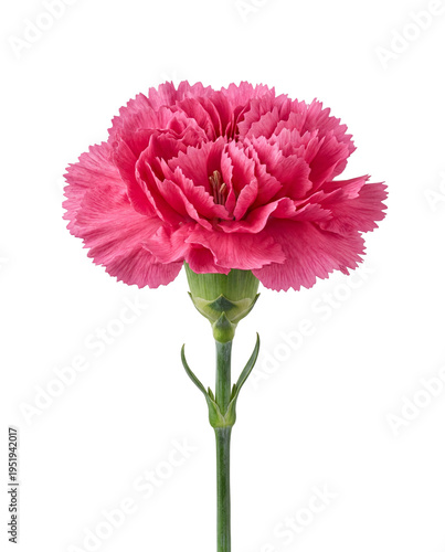 A close-up shot of a radiant pink carnation in full bloom, exuding dreamy softness and elegant beauty against a pristine white backdrop, perfect for enchanting floral compositions