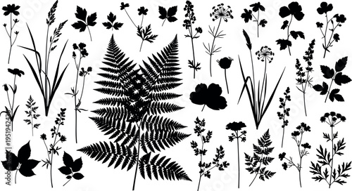 Silhouettes of plants and flowers including fern, leafy branches, blossoms, botanical diversity, decorative foliage vector illustration design