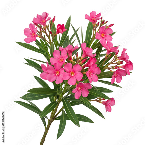 Beautiful pink oleander flowers with green leaves, a perfect symbol of nature's delicate beauty and vibrant growth
