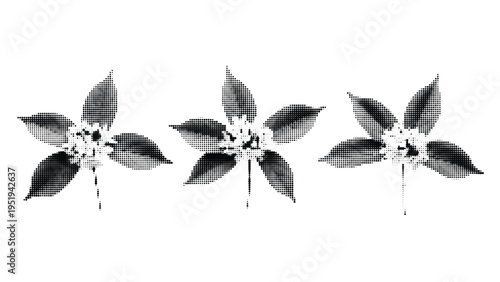 Three star-shaped clematis flowers with dot pattern, delicate floral vector elements for design