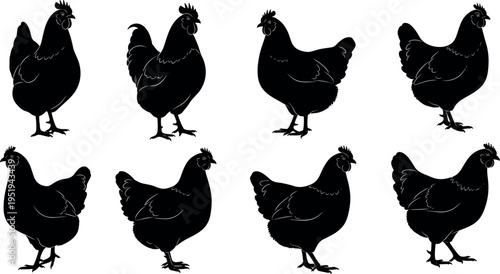 Chicken silhouettes vector illustration, farm animal poses collection, domestic bird artwork, creative design elements, decorative poultry patterns, agricultural animal artwork