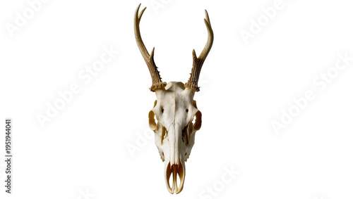 Fotografie Authentic deer skull with prominent antlers, a detailed bone structure isolated