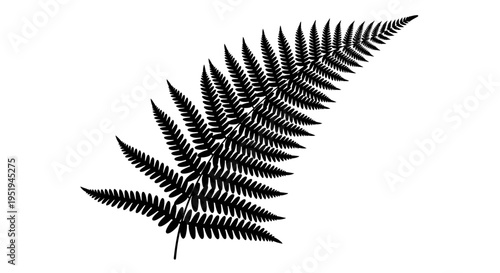 Black silhouette of a fern leaf isolated on a white background.