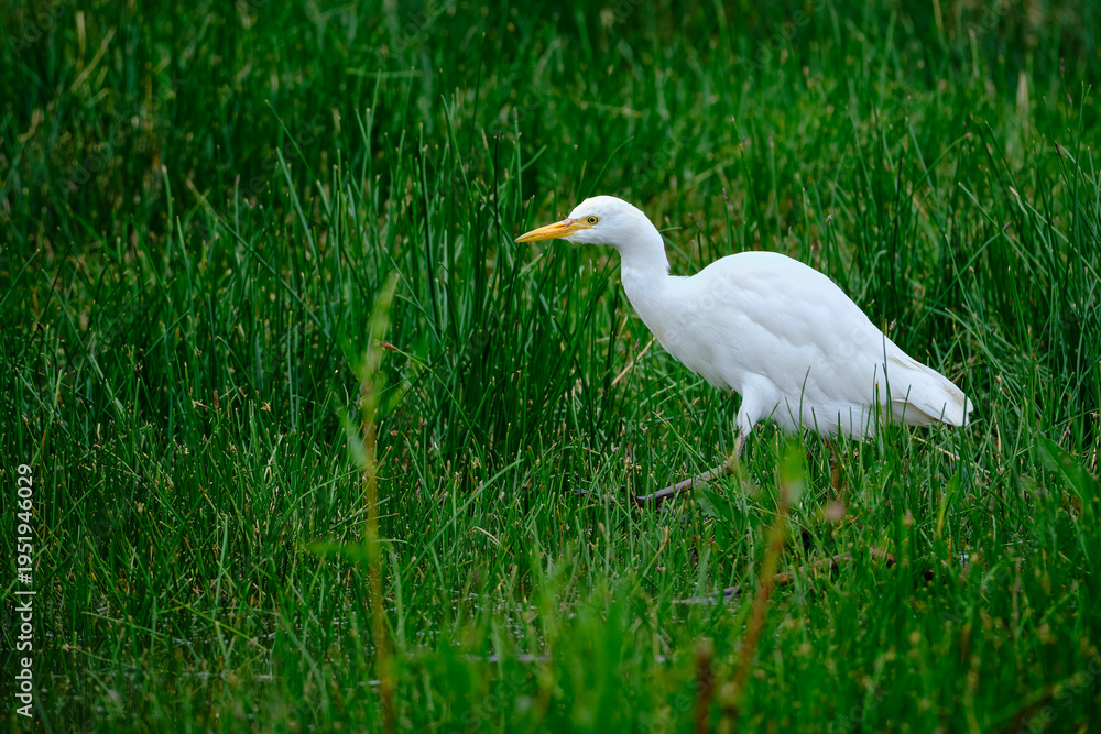 Obraz premium Cattle Egret (Ardea ibis), a beautiful little heron searching for food among cattails at the edge of a wetland. Peru.