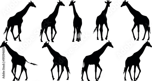 Giraffe silhouettes vector illustration, tall wildlife animal artwork, African savanna design elements, creative decorative nature patterns, zoological posture collection