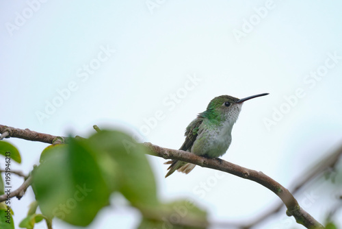 White-bellied Hummingbird (Elliotomyia chionogaster), small and beautiful, perched on branches around a bush, where its beautiful plumage can be seen. Peru.