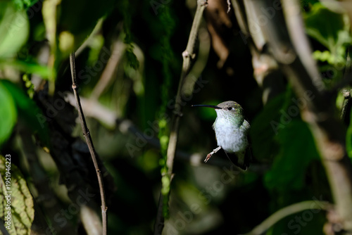 White-bellied Hummingbird (Elliotomyia chionogaster), small and beautiful, perched on branches around a bush, where its beautiful plumage can be seen. Peru.