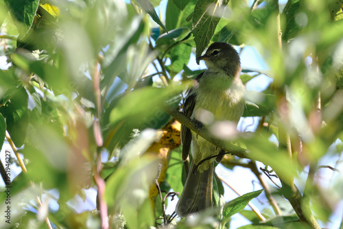 A small, beautiful bird, the Andean Elaenia (Elaenia pallatangae), is perched hidden among the bushes. Peru.