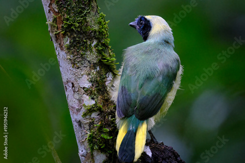 Green Jay (Cyanocorax yncas), a beautiful specimen of this peculiar and colorful bird perched on a tree branch. Peru.