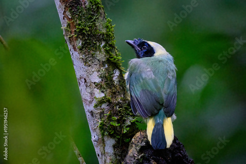 Green Jay (Cyanocorax yncas), a beautiful specimen of this peculiar and colorful bird perched on a tree branch. Peru.