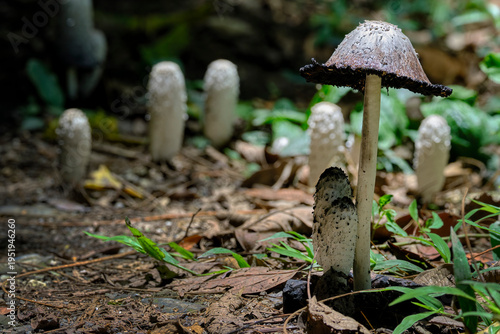 Ink fungus (Coprinus comatus), small fungus growing by the roadside, white, cylindrical, medicinal and edible