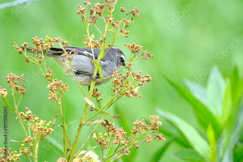 Cinereous Conebill (Conirostrum cinereum), a beautiful bird perched on branches looking for food. Peru.