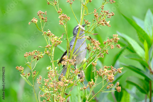 Cinereous Conebill (Conirostrum cinereum), a beautiful bird perched on branches looking for food. Peru.