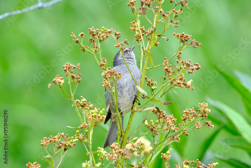 Cinereous Conebill (Conirostrum cinereum), a beautiful bird perched on branches looking for food. Peru.