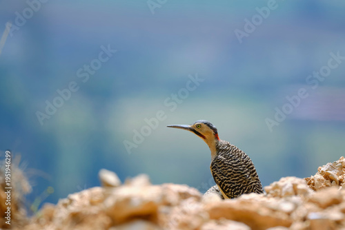 Andean Flicker (Colaptes rupicola), a mature woodpecker perched among the rocks with a beautiful view. Peru.
