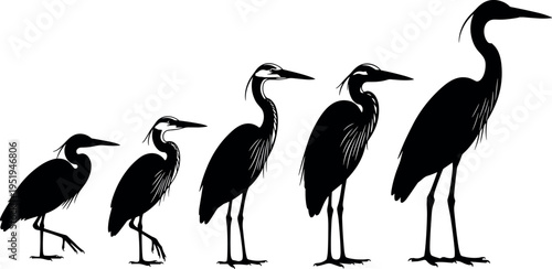 Silhouette icons of herons, bird growth stages, long necks, pointed beaks, slender legs, avian evolution vector illustration design