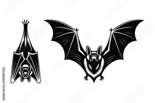 Bat silhouette vector graphic illustration
