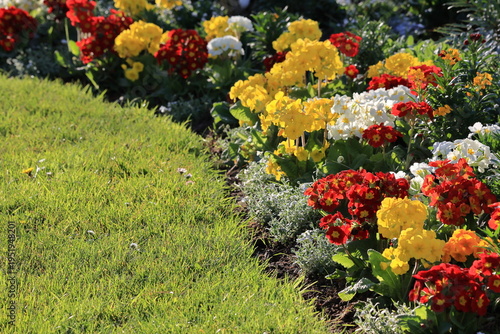 Photos Bright yellow and red primroses blooms create a colorful garden path on a sunny