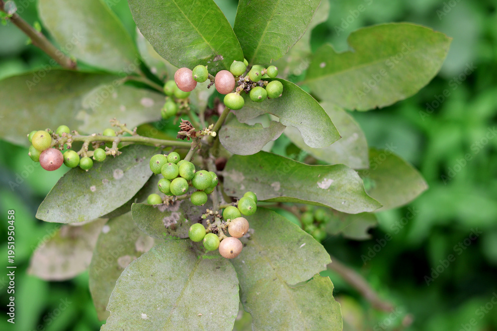 Fototapeta premium Wild Plant with Green and Pink Berries