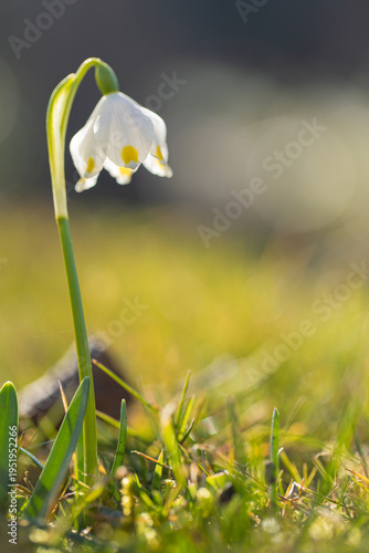 Märzenbecher in. der Nahaufnahme im Frühling bei Sonne auf einer WIese