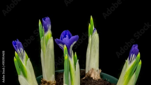 Time lapse blooming blue Crocus flowers, isolated on black background