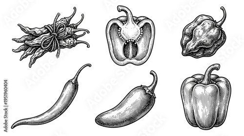A collection of hand-drawn pepper illustrations in various shapes and sizes