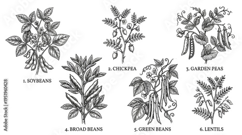 Botanical illustrations of various bean plants including soybeans, broad beans, chickpeas, and green beans
