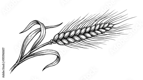 Illustration of a ripe wheat stalk with detailed leaves and seeds