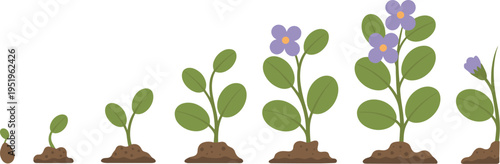 Plant Life Cycle Showing Seedling to Budding Plant with Purple Flowers plant growth sprout