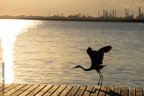 Naklejka crane starting to fly