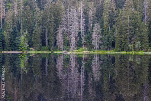 Wilder See, Wildsee in Blackforest nationalpark germany with a mirror lake and forest tree old trees death trees, lonely green 