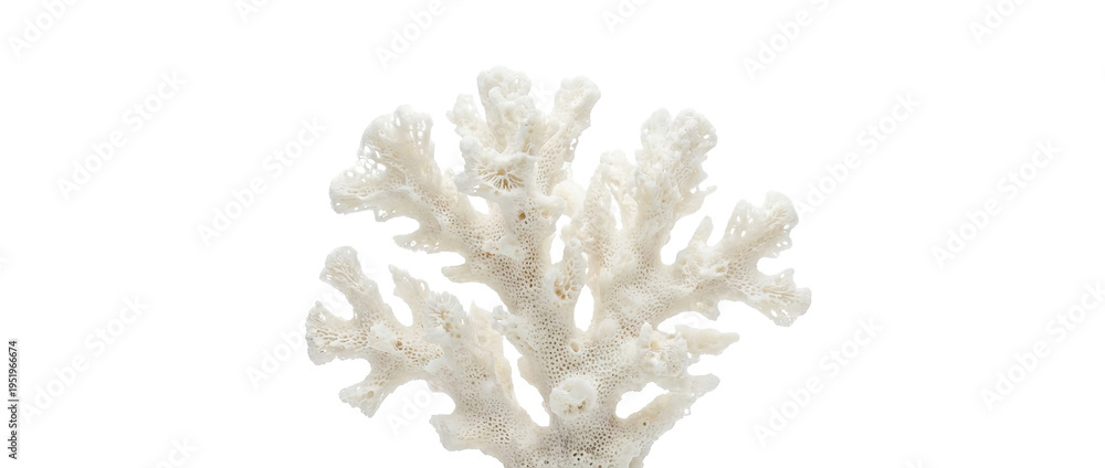 Fototapeta premium White Coral Branch Isolated on White Background