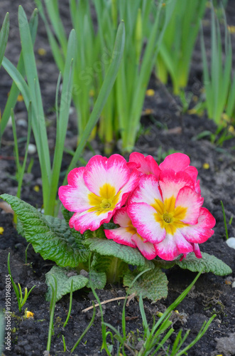 Photography Primula vulgaris or primrose first flowers blooming early spring garden  flowerbed