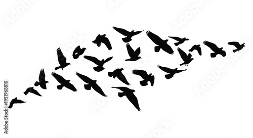 A large flock of birds flying in a v formation against a white background