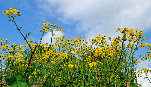 Eastern groundsel (Senecio vernalis) is one of the indispensable beauties of early spring in Mediterranean countryside with its bright yellow color, but it is also a troublesome weed for farmers.