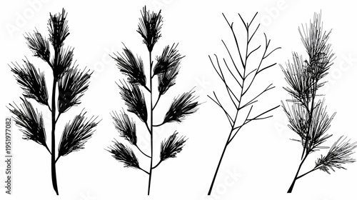 Four branch illustrations in ink-like style, with needles and bare branches, isolated on white