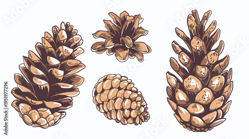 Hand drawn illustration of four brown pinecones in different shapes and angles