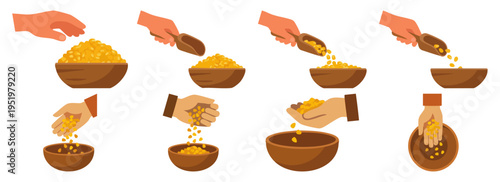 GRAIN FEED - Hand pouring golden corn kernels into a wooden bowl  Flat Vector Illustration on Transparent Background