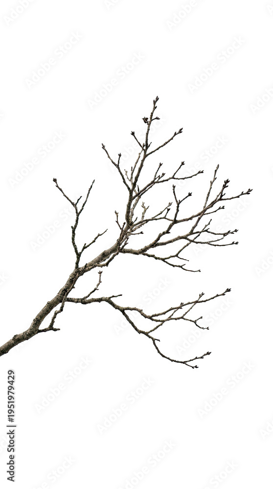 Fototapeta premium Abstract geometric tree branch on white background