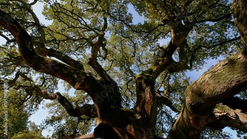 Ancient cork oak tree revealing majestic branches
