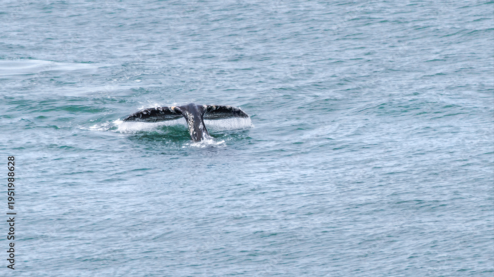 Fototapeta premium Fluke Of A Gray Whale (Eschrichtius Robustus)