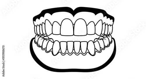 Detailed illustration of a full set of human teeth and gums.