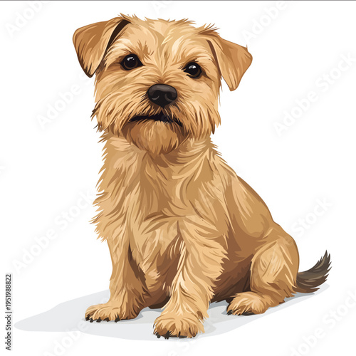 simple vector Norfolk Terrier clipart illustration white background vector art style simple design flat illustration no shadows