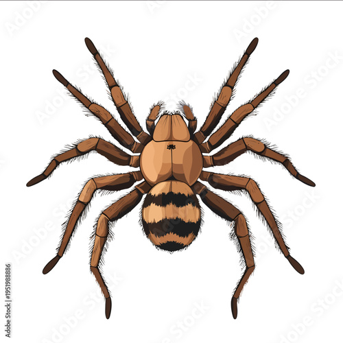 simple vector tarantula clipart illustration white background vector art style simple design flat illustration no shadows