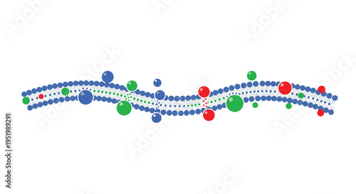 A wavy blue membrane structure with scattered red, green, and blue spherical particles is depicted on a white background.