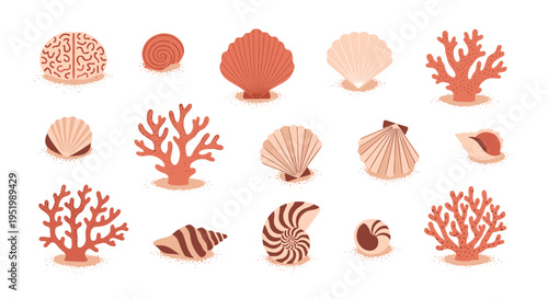 Fifteen distinct marine objects, including various corals and seashells, are scattered across a plain white surface.