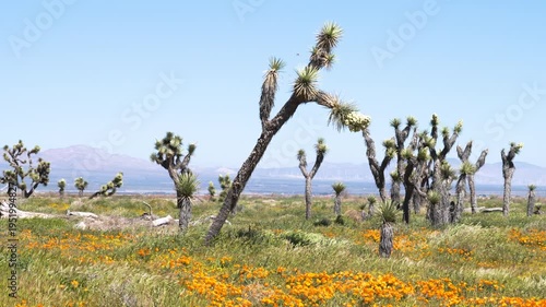 Wallpaper Mural Slow motion shot of Joshua Tree wildflower super bloom at Antelope Valley in Lancaster, California, USA Torontodigital.ca